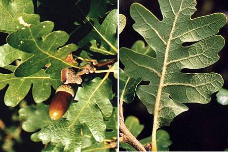 Séguret (Vaucluse), 1 novembre 1999