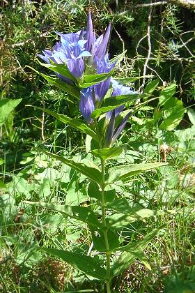 Val Ferret (Suisse), aot 2005