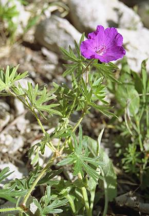 Vercors, vers le Pas de Berrive (Isre), 6 juillet 2004