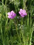 Erodium sans tige
