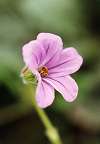 Erodium botrys