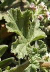 Erodium de Chios