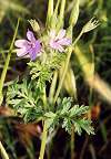 Erodium bec de cigogne