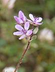 Erodium  feuilles de cigu