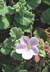 Erodium de Corse