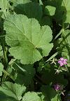 Erodium fausse mauve