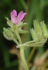 Erodium musqu