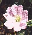 Géranium cendré