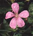 Géranium d'Endress