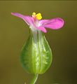 Géranium luisant