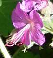 Géranium à gros rhizome