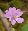 Géranium noueux