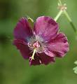 Géranium brun