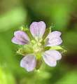 Géranium fluet