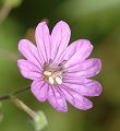 Géranium des Pyrénées