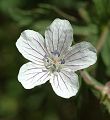 Géranium des ruisseaux