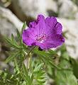 Géranium sanguin