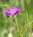 Géranium des bois
