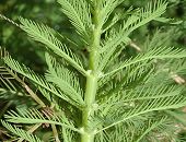 Myriophylle du Brésil