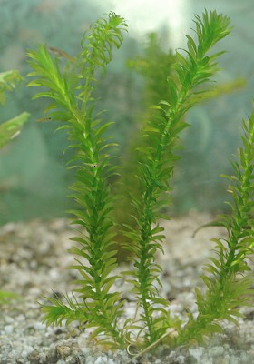 Dans un aquarium, 12 décembre 2013