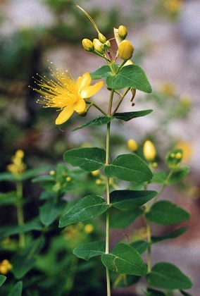 Catastaggio (Corse), 15 juillet 1998