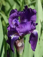 Iris bleu d'Allemagne