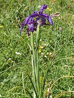 Iris des Pyrénées