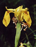 Iris des marais