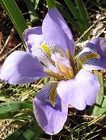 Iris d'Algérie