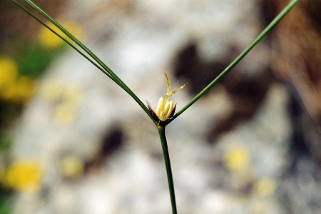 Col Agnel (Hautes-Alpes), 10 juillet 2001