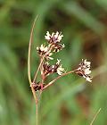 Luzule marron