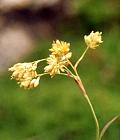 Luzule jaune