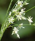 Luzule blanche