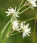 Luzule blanc de neige