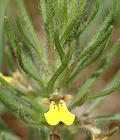 Bugle petit pin