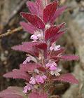 Bugle pyramidal
