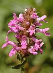 Bétoine officinale