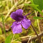 Grassette  grandes fleurs