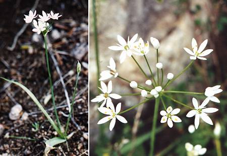 Ermitage de la Trinité (Corse), 27 avril 1995 / Péloponnèse (Grèce), 24 avril 2001