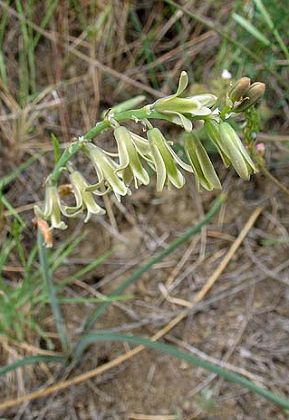 Bélesta (Pyrénées-Orientales) 15 mai 2006