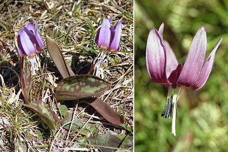 Coll d'Aspin (Hautes-Pyrénées), 23 avril 2004