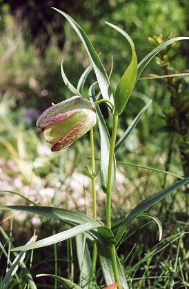 Montagne Sainte-Victoire (Bouches-du-Rhône), 8 mai 2000