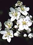 Ail blanc
