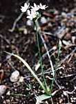 Ail cilié