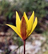 Tulipe sauvage du Midi