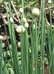 Ciboule, Oignon d'hiver