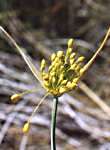 Ail jaune