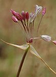 Ail paniculé