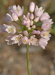 Ail rose