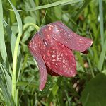 Fritillaire de Burnat